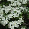 Russian Hawthorn #7 - Image 2